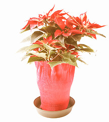 Image showing Retro looking Poinsettia