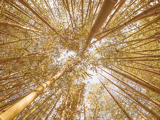 Image showing Retro looking Bamboo tree