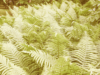 Image showing Retro looking Ferns leaves