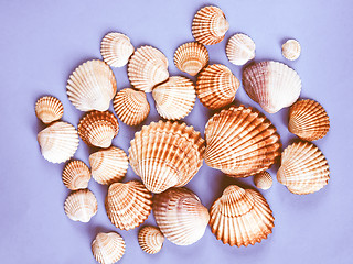 Image showing  Shells vintage