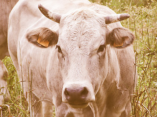 Image showing Retro looking Cow picture