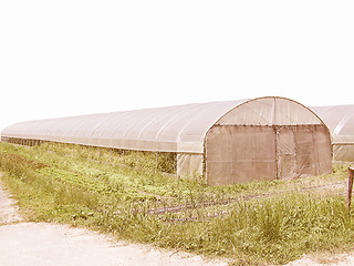 Image showing  Greenhouse picture vintage