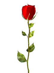 Image showing Single red rose isolated on white. EPS 10