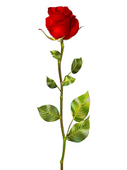 Image showing Beautiful colorful red Rose. EPS 10