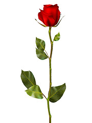 Image showing Realistic red vector rose. EPS 10