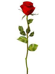 Image showing Red Rose isolated on white. EPS 10
