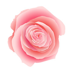 Image showing Pink rose isolated. EPS 10
