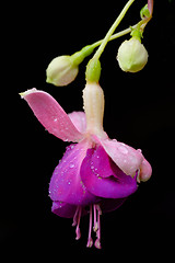 Image showing Fuchsia flower or Onagraceae