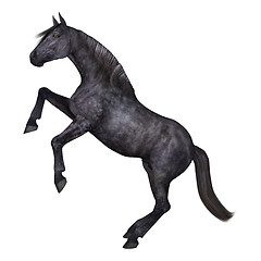 Image showing Black Horse on White