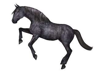 Image showing Black Horse on White