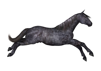 Image showing Black Horse on White