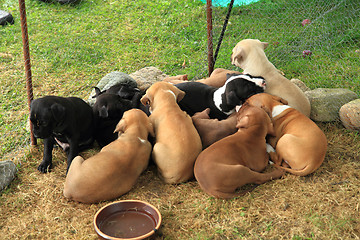 Image showing group of American Pit Bull Terrier dogs