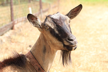 Image showing young brown goat