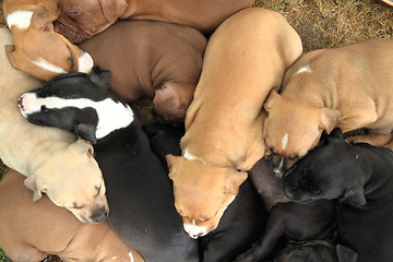 Image showing group of American Pit Bull Terrier dogs