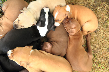 Image showing group of American Pit Bull Terrier dogs