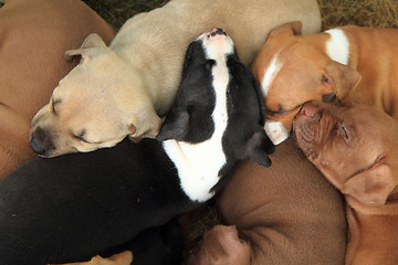 Image showing group of American Pit Bull Terrier dogs