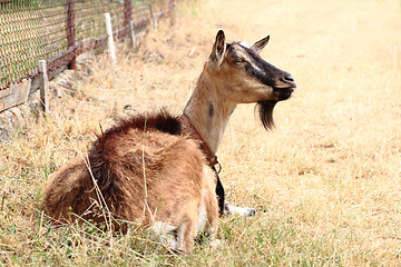 Image showing young brown goat