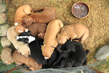 Image showing group of American Pit Bull Terrier dogs