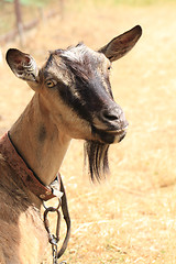 Image showing young brown goat