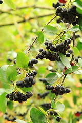 Image showing Black ashberry plant with fruits