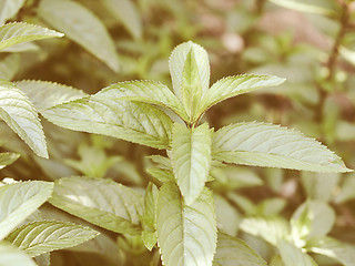 Image showing Retro looking Peppermint