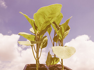 Image showing Retro looking Plug aubergine plant