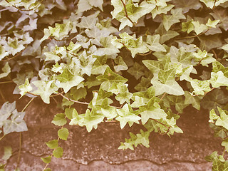 Image showing Retro looking Ivy