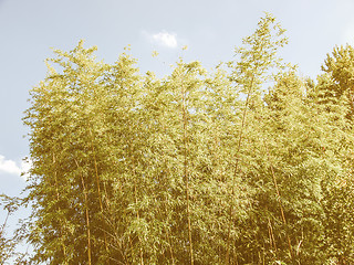 Image showing Retro looking Bamboo plants