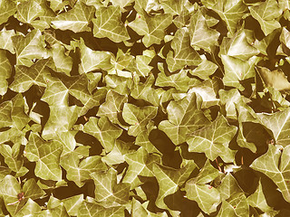 Image showing Retro looking Ivy picture