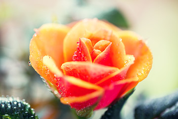 Image showing close up of rose flower