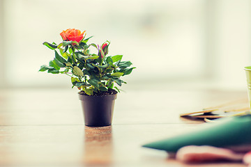 Image showing close up of rose flower in pot on table at home