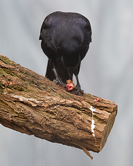 Image showing Black crow eating