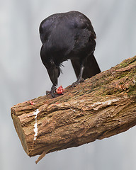 Image showing Black crow eating