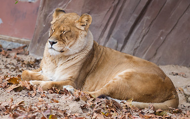 Image showing Lion on alert