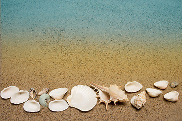 Image showing Sea shells on sand. Summer beach background. 