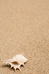 Image showing Sea shells on sand. Summer beach background. 