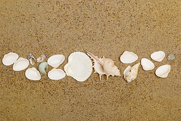 Image showing Sea shells on sand. Summer beach background. 