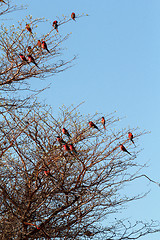 Image showing large nesting colony of Nothern Carmine Bee-eater