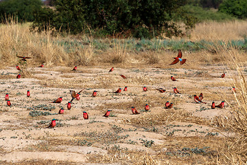 Image showing large nesting colony of Nothern Carmine Bee-eater