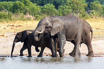 Image showing Elephants drinking at waterhole