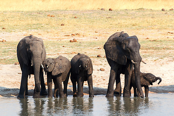 Image showing Elephants drinking at waterhole