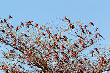 Image showing large nesting colony of Nothern Carmine Bee-eater