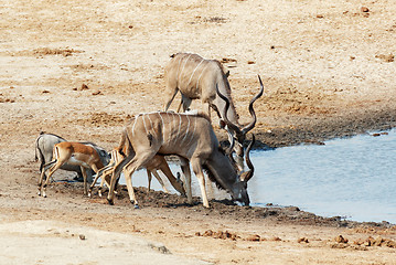 Image showing kudu Antelope drinking at a muddy waterhole