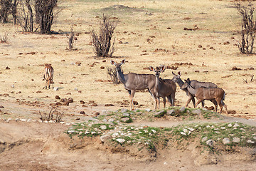 Image showing kudu Antelope in hwankee