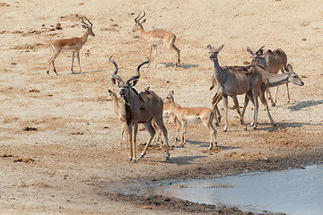 Image showing kudu Antelope drinking at a muddy waterhole