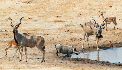 Image showing kudu Antelope drinking at a muddy waterhole