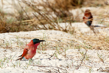 Image showing large nesting colony of Nothern Carmine Bee-eater