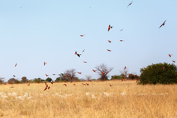 Image showing large nesting colony of Nothern Carmine Bee-eater