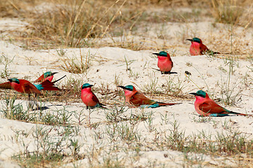 Image showing large nesting colony of Nothern Carmine Bee-eater