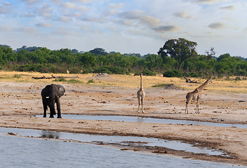 Image showing Elephants and giraffes drinking at waterhole